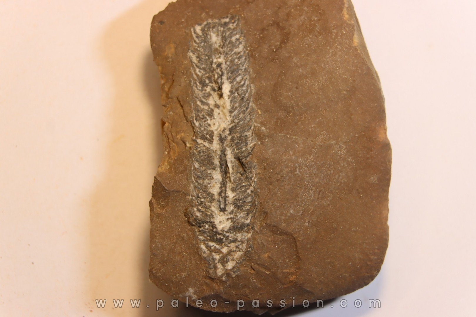 Nodule de fougère: LEPIDOSTROBUS - Wetphalian (carbonifère sup.) - Lancashire - UK