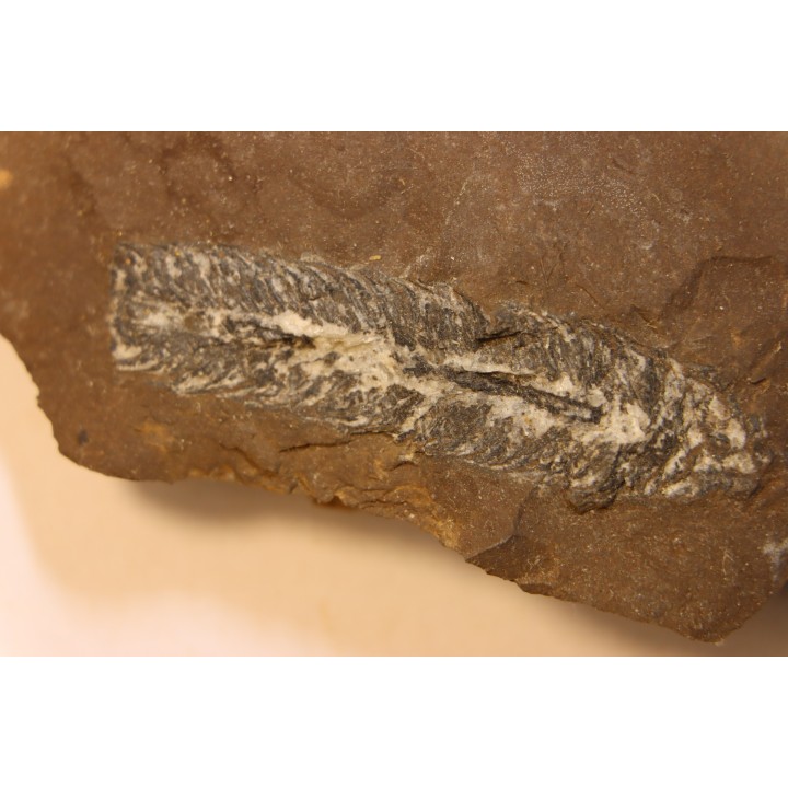 Nodule de fougère:  LEPIDOSTROBUS - Wetphalian (carbonifère sup.) - Lancashire - UK