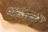 Nodule de fougère: LEPIDOSTROBUS - Wetphalian (carbonifère sup.) - Lancashire - UK