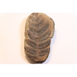 Nodule de fougère:  NEUROPTERIS HOLLANDICA - Wetphalian (carbonifère sup.) - Lancashire - UK