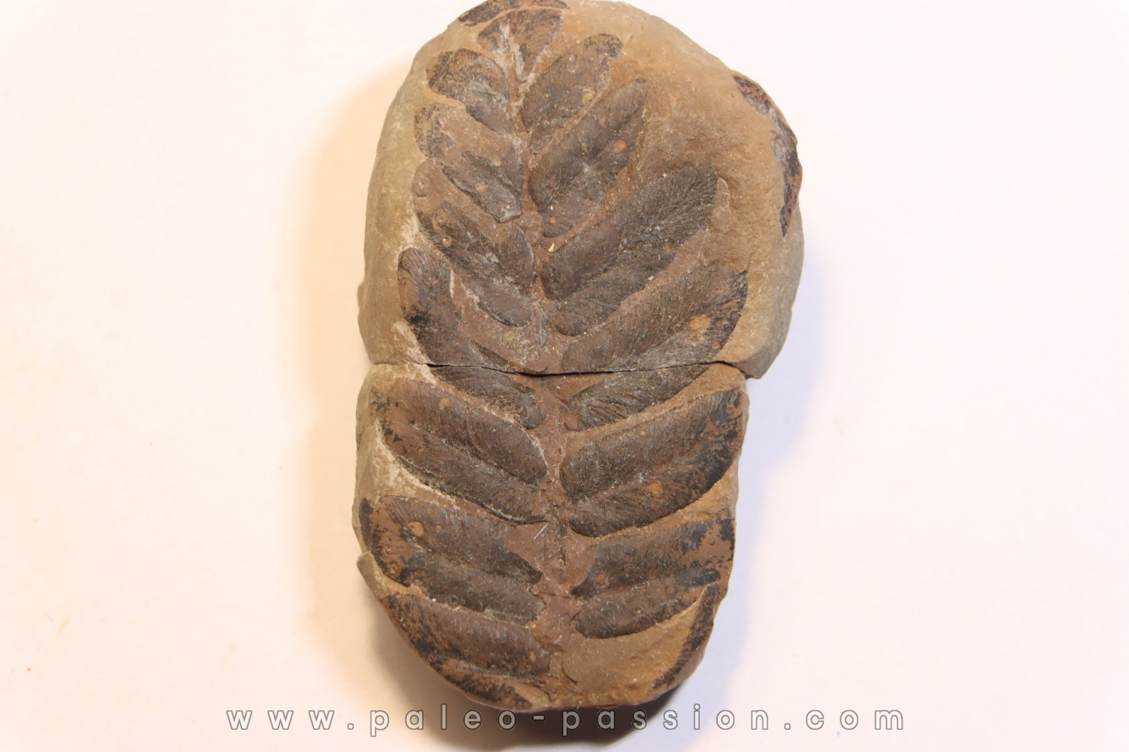 Nodule de fougère: NEUROPTERIS HOLLANDICA - Wetphalian (carbonifère sup.) - Lancashire - UK
