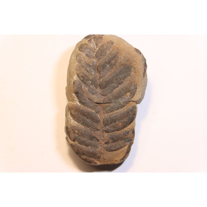 Nodule de fougère:  NEUROPTERIS HOLLANDICA - Wetphalian (carbonifère sup.) - Lancashire - UK