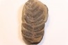 Nodule de fougère:  NEUROPTERIS HOLLANDICA - Wetphalian (carbonifère sup.) - Lancashire - UK
