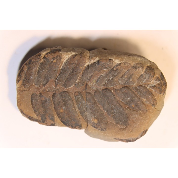 Nodule de fougère:  NEUROPTERIS HOLLANDICA - Wetphalian (carbonifère sup.) - Lancashire - UK