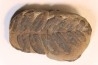 Nodule de fougère: NEUROPTERIS HOLLANDICA - Wetphalian (carbonifère sup.) - Lancashire - UK