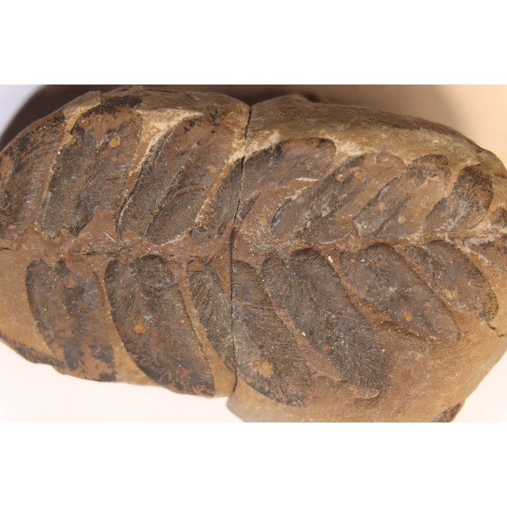 Nodule de fougère:  NEUROPTERIS HOLLANDICA - Wetphalian (carbonifère sup.) - Lancashire - UK