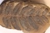 Nodule de fougère:  NEUROPTERIS HOLLANDICA - Wetphalian (carbonifère sup.) - Lancashire - UK