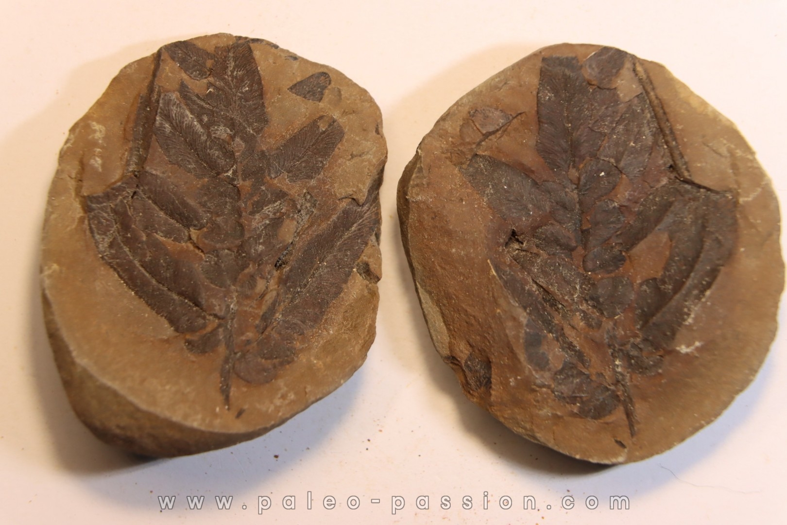 Nodule de fougère: NEUROPTERIS HOLLANDICA - Wetphalian - Lancashire - UK