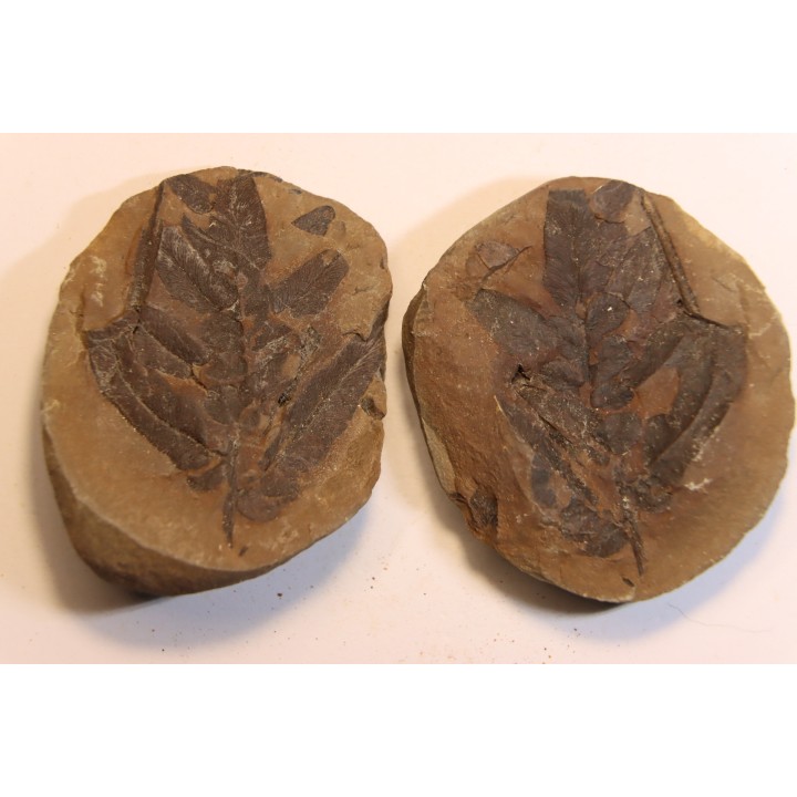 Nodule de fougère:  NEUROPTERIS HOLLANDICA - Wetphalian (carbonifère sup.) - Lancashire - UK