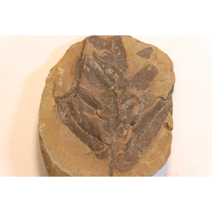 Nodule de fougère:  NEUROPTERIS HOLLANDICA - Wetphalian (carbonifère sup.) - Lancashire - UK