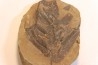 Nodule de fougère:  NEUROPTERIS HOLLANDICA - Wetphalian (carbonifère sup.) - Lancashire - UK