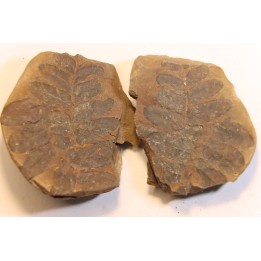 Nodule de fougère: NEUROPTERIS HOLLANDICA - Wetphalian - Lancashire - UK
