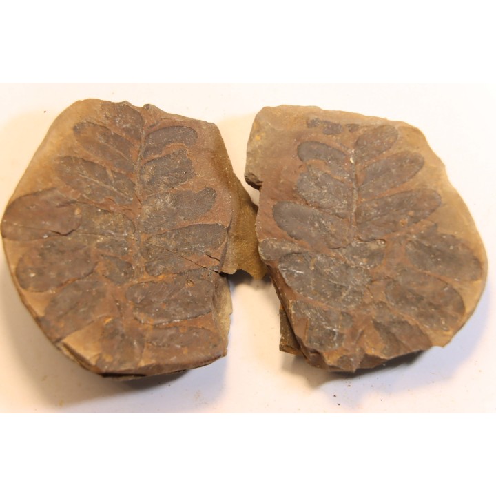 Nodule de fougère:  NEUROPTERIS HOLLANDICA - Wetphalian (carbonifère sup.) - Lancashire - UK