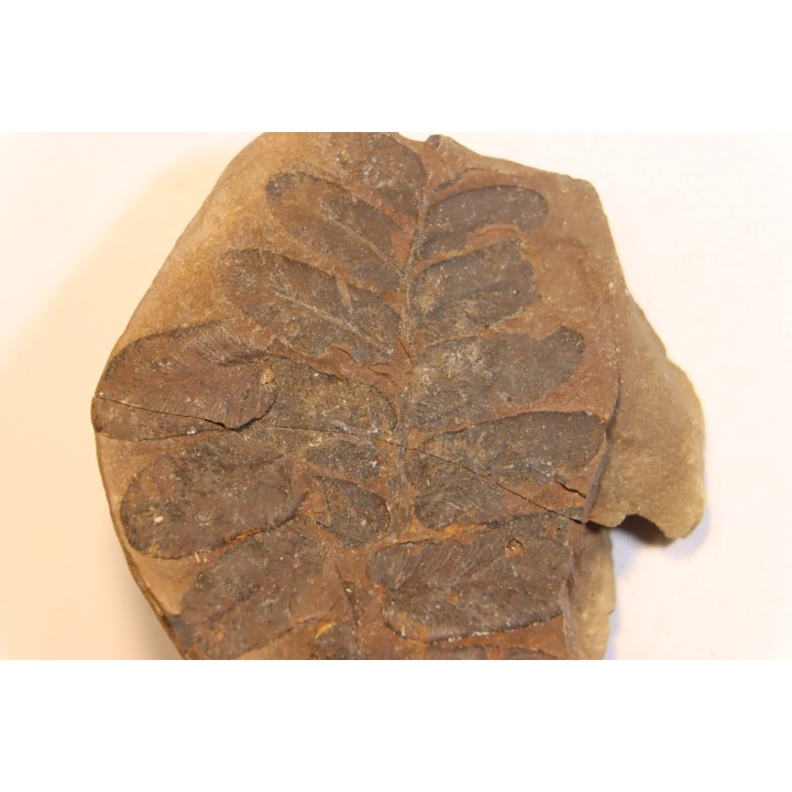 Nodule de fougère: NEUROPTERIS HOLLANDICA - Wetphalian - Lancashire - UK