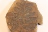Nodule de fougère:  NEUROPTERIS HOLLANDICA - Wetphalian (carbonifère sup.) - Lancashire - UK