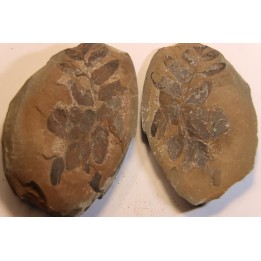 Nodule de fougère:  NEUROPTERIS HOLLANDICA - Wetphalian (carbonifère sup.) - Lancashire - UK