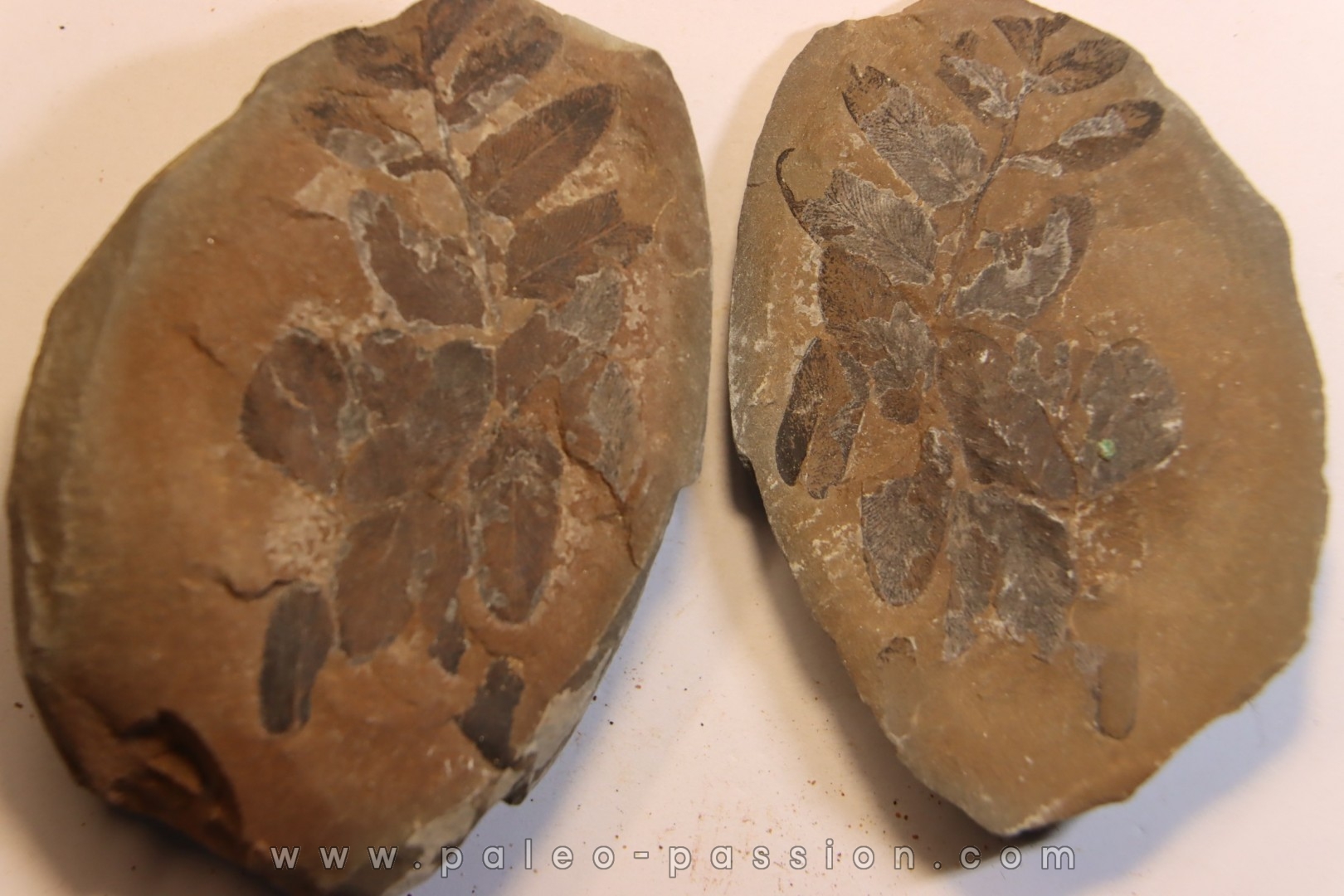 Nodule de fougère: NEUROPTERIS HOLLANDICA - Wetphalian - Lancashire - UK