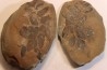Nodule de fougère: NEUROPTERIS HOLLANDICA - Wetphalian - Lancashire - UK