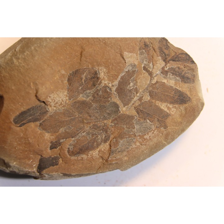 Nodule de fougère: NEUROPTERIS HOLLANDICA - Wetphalian - Lancashire - UK