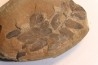 Nodule de fougère: NEUROPTERIS HOLLANDICA - Wetphalian - Lancashire - UK
