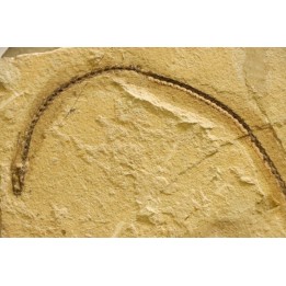 anguillus  - eocene -  monte bolca