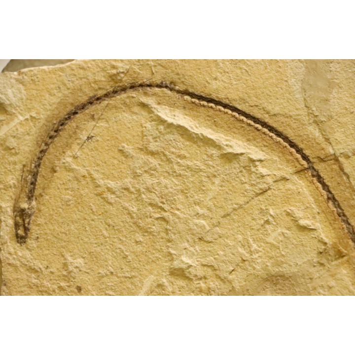 anguillus  - eocene -  monte bolca