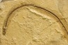 anguillus  - eocene -  monte bolca