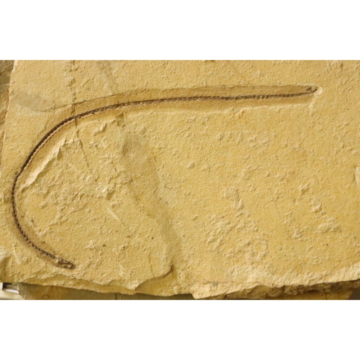 anguillus  - eocene -  monte bolca