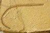 anguillus  - eocene -  monte bolca