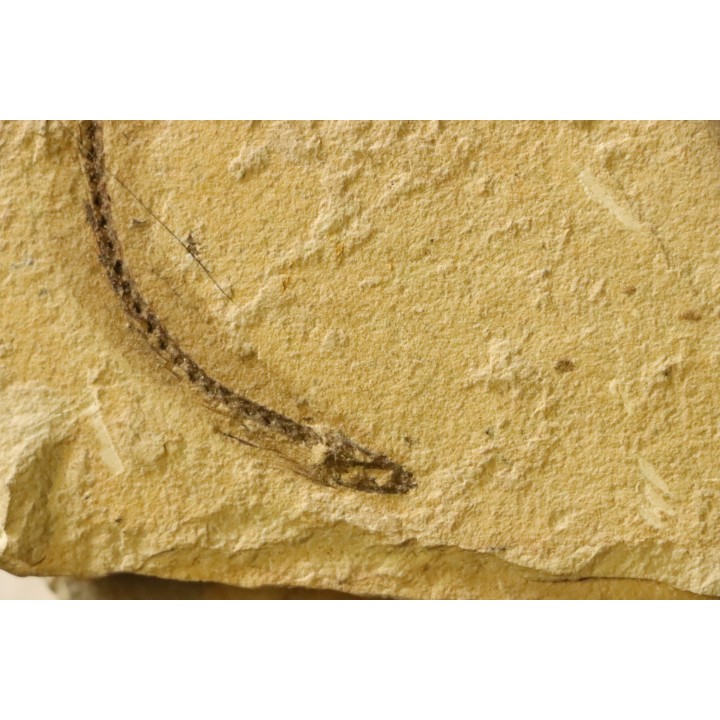 anguillus  - eocene -  monte bolca
