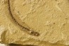 anguillus  - eocene -  monte bolca