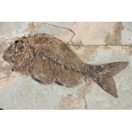 Sparnodus vulgaris - eocene -  monte bolca