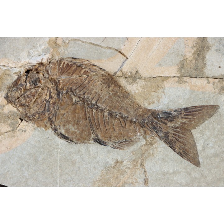 Sparnodus vulgaris - eocene -  monte bolca