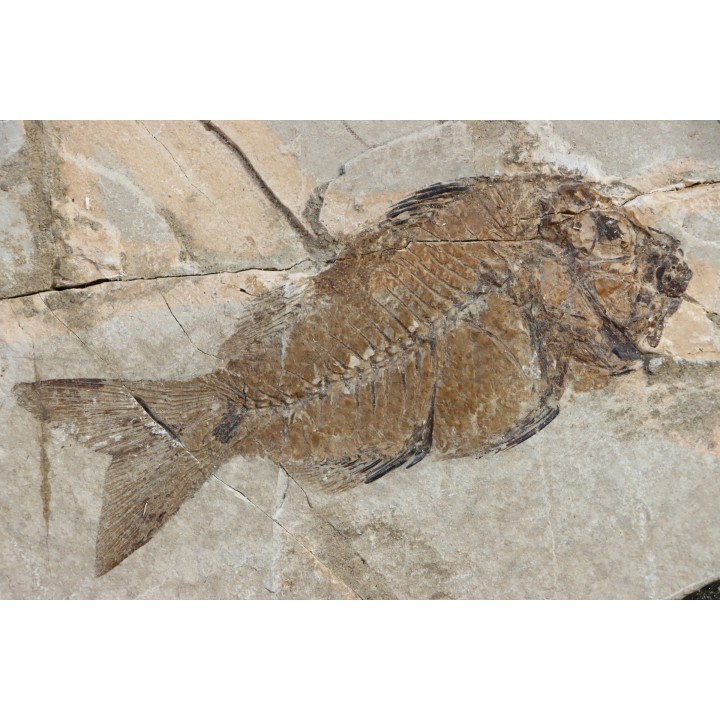 Sparnodus vulgaris - eocene -  monte bolca