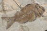 Sparnodus vulgaris - eocene -  monte bolca