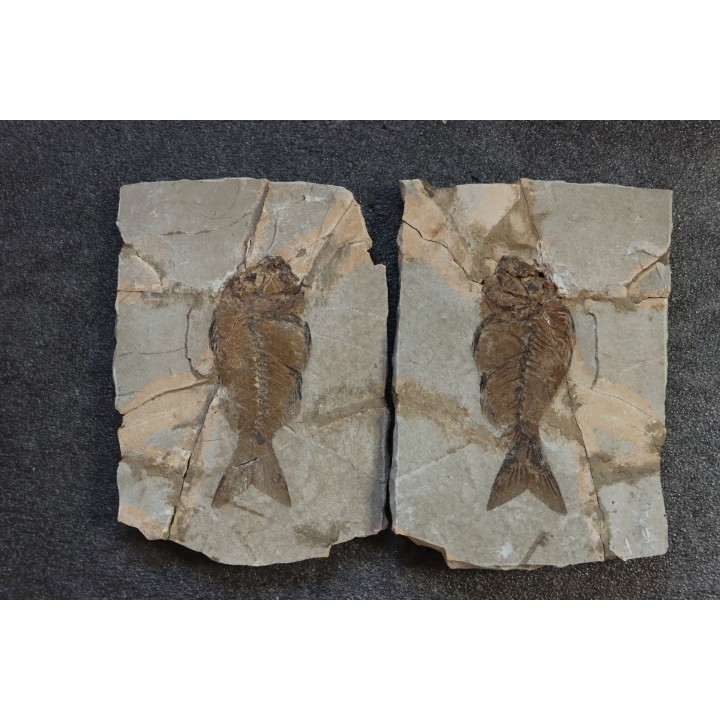 Sparnodus vulgaris - eocene -  monte bolca