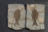 Sparnodus vulgaris - eocene -  monte bolca