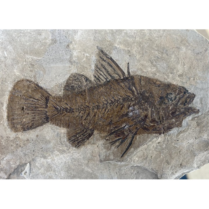 Eolates gracilis  - eocene -  monte bolca