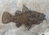 Eolates gracilis  - eocene -  monte bolca