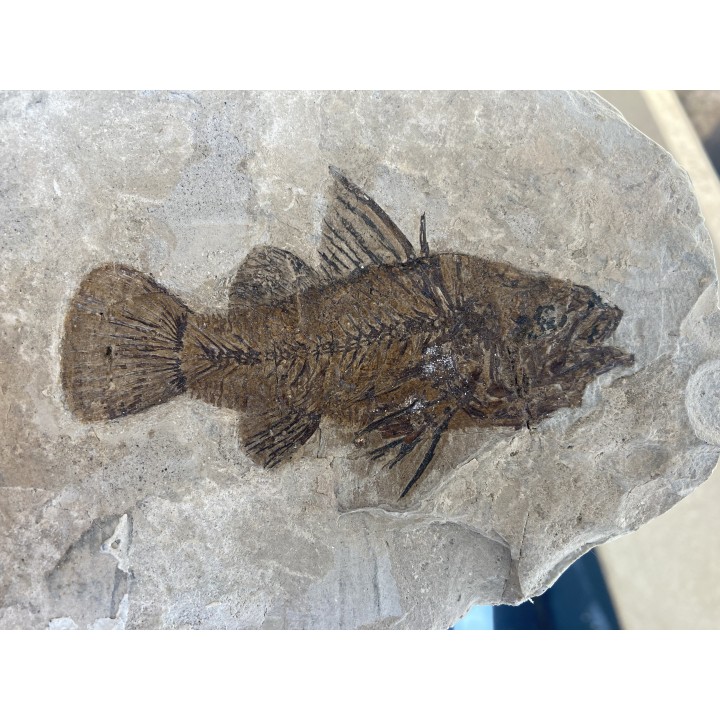Eolates gracilis  - eocene -  monte bolca