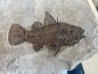 Eolates gracilis  - eocene -  monte bolca