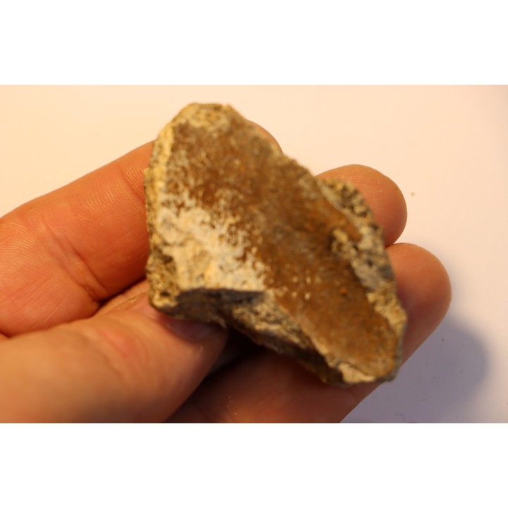 dinosaure freak: TRICERATOPS HORRIDUS