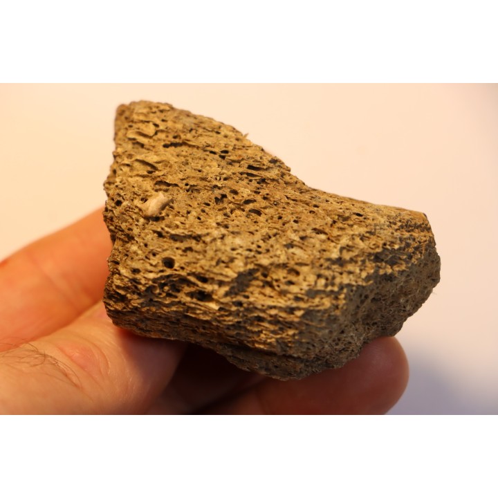 dinosaure freak: TRICERATOPS HORRIDUS