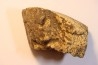 Dinosaure: fragment de collerette de TRICERATOPS HORRIDUS - Hell Creek  Fmt - crétacé sup. - Glendive County, Montana