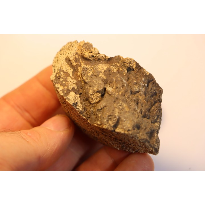 dinosaure freak: TRICERATOPS HORRIDUS