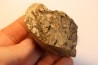 dinosaure freak: TRICERATOPS HORRIDUS