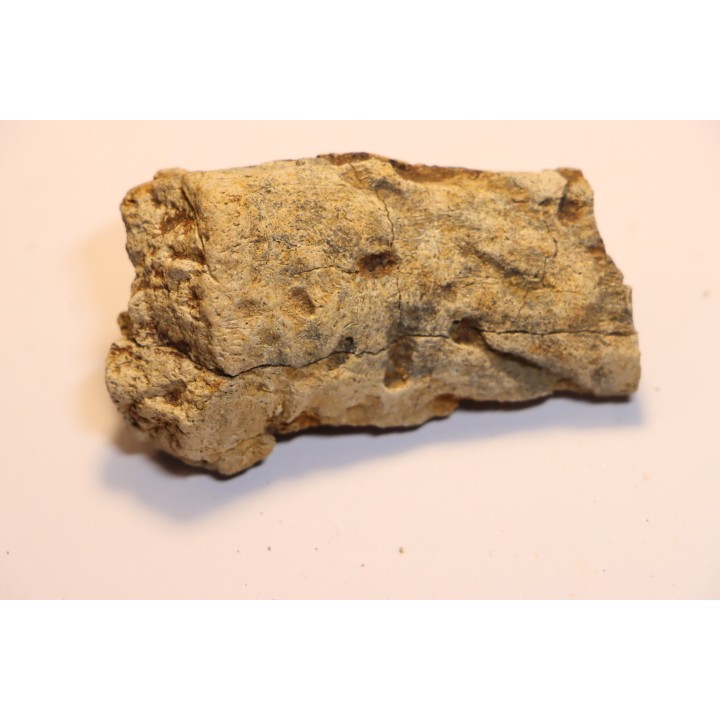 dinosaure freak: TRICERATOPS HORRIDUS