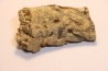 dinosaure freak: TRICERATOPS HORRIDUS