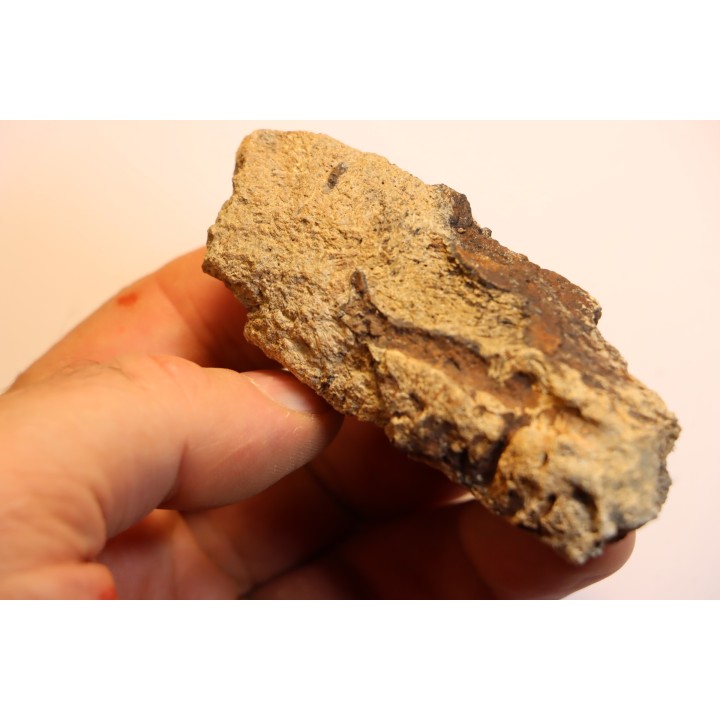 dinosaure freak: TRICERATOPS HORRIDUS