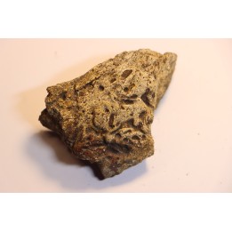 dinosaure freak: TRICERATOPS HORRIDUS
